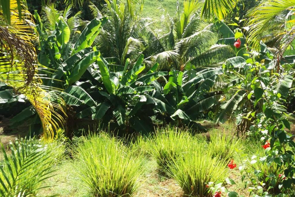 Appartamento les orchidées Petit-Bourg Esterno foto